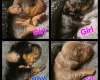 Dachshund (Miniature Smooth Haired)