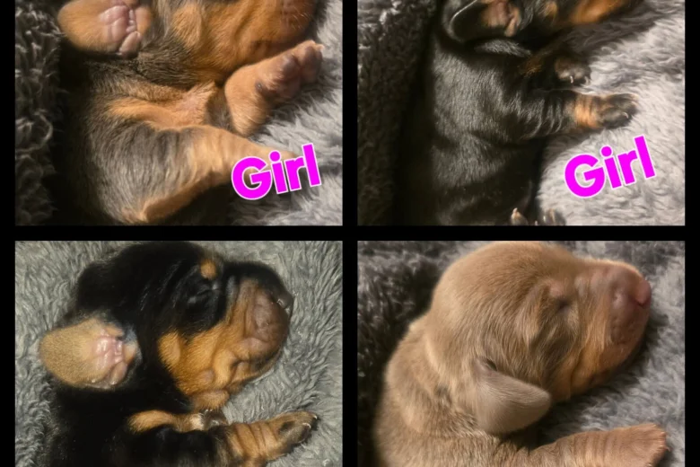 Dachshund (Miniature Smooth Haired)