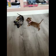 Dachshund (Miniature Smooth Haired)