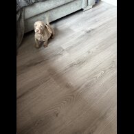 Dachshund (Miniature Smooth Haired)