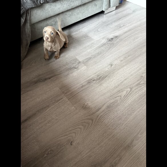 Dachshund (Miniature Smooth Haired)