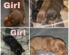 Dachshund (Miniature Smooth Haired)