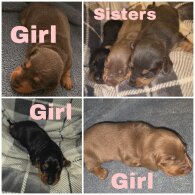 Dachshund (Miniature Smooth Haired)