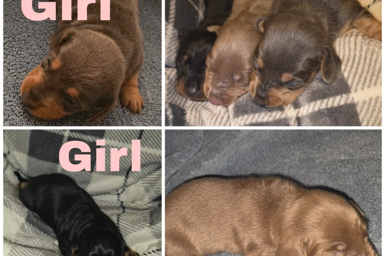 Dachshund (Miniature Smooth Haired)