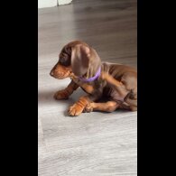 Dachshund (Miniature Smooth Haired)