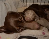 Dachshund (Miniature Smooth Haired)