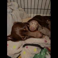 Dachshund (Miniature Smooth Haired)