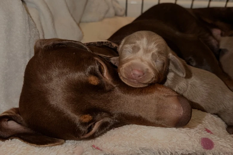 Dachshund (Miniature Smooth Haired)