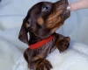 Dachshund (Miniature Smooth Haired)