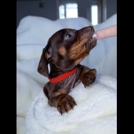 Dachshund (Miniature Smooth Haired)