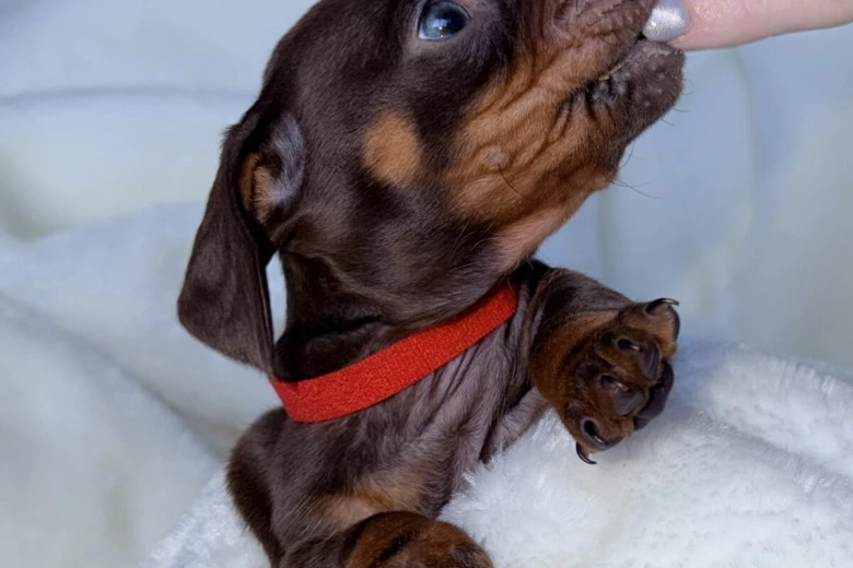 Dachshund (Miniature Smooth Haired)