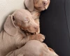 Dachshund (Miniature Smooth Haired)