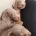 Dachshund (Miniature Smooth Haired)