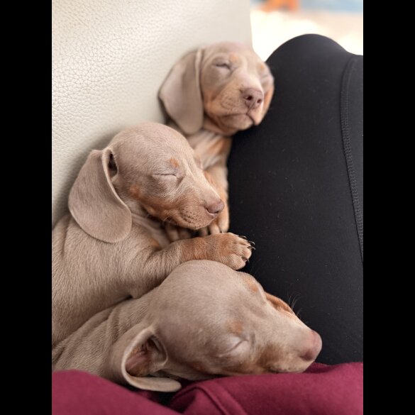 Dachshund (Miniature Smooth Haired)