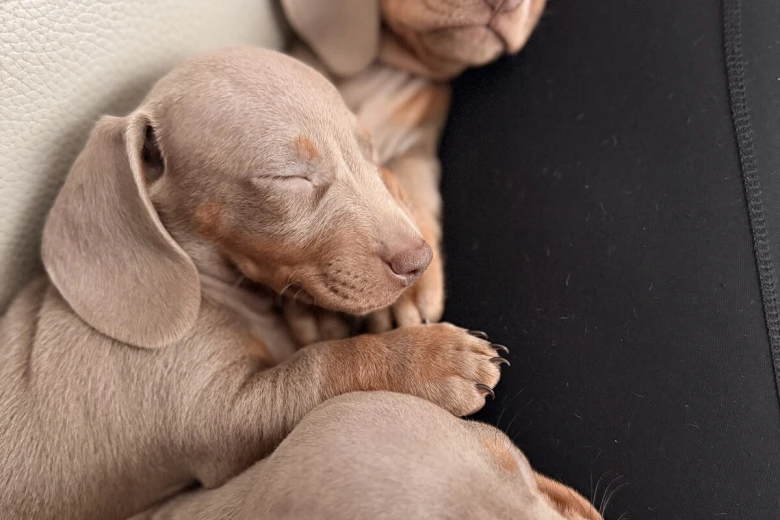 Dachshund (Miniature Smooth Haired)