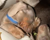 Dachshund (Miniature Smooth Haired)