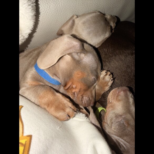 Dachshund (Miniature Smooth Haired)