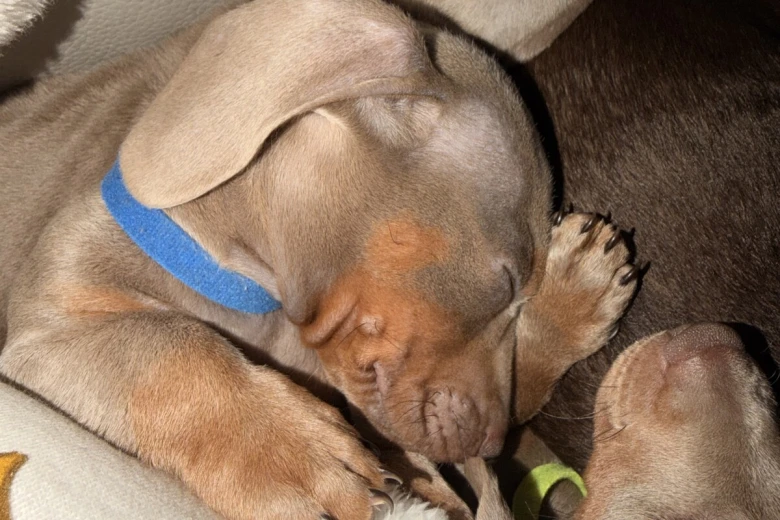 Dachshund (Miniature Smooth Haired)