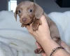 Dachshund (Miniature Smooth Haired)