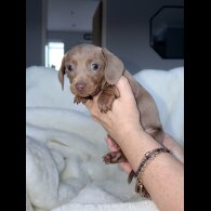 Dachshund (Miniature Smooth Haired)