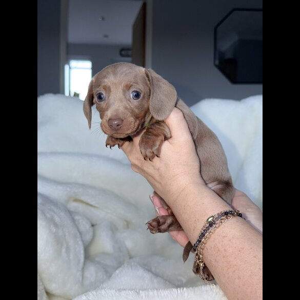 Dachshund (Miniature Smooth Haired)