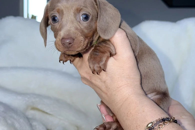 Dachshund (Miniature Smooth Haired)