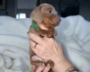 Dachshund (Miniature Smooth Haired)