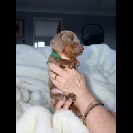 Dachshund (Miniature Smooth Haired)