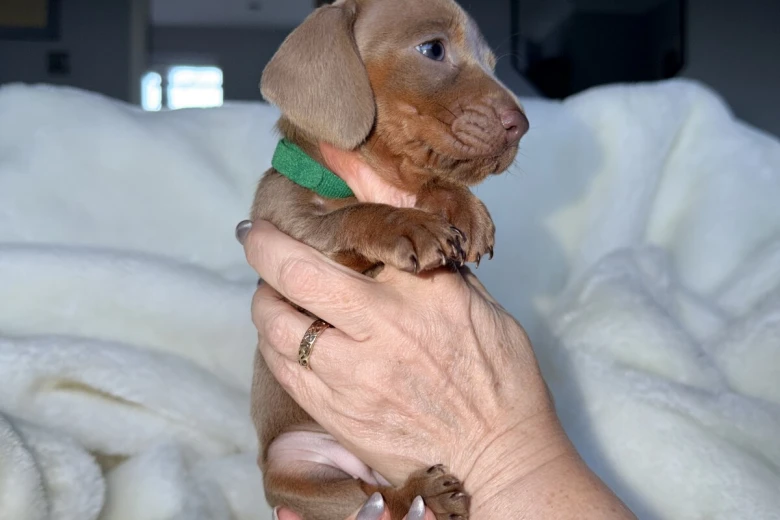 Dachshund (Miniature Smooth Haired)