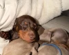 Dachshund (Miniature Smooth Haired)