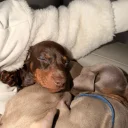 Dachshund (Miniature Smooth Haired)