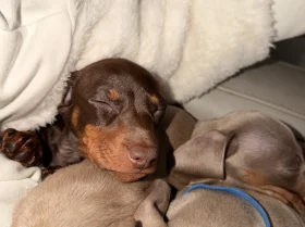 Dachshund (Miniature Smooth Haired)