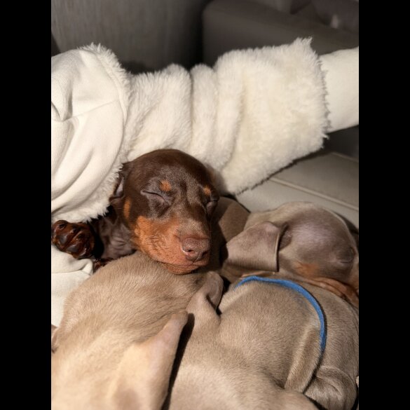 Dachshund (Miniature Smooth Haired)