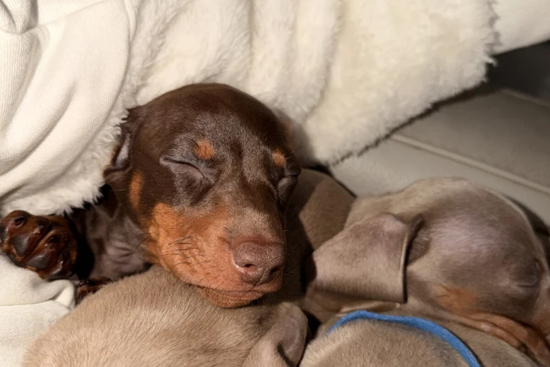 Dachshund (Miniature Smooth Haired)