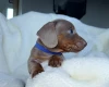 Dachshund (Miniature Smooth Haired)