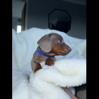 Dachshund (Miniature Smooth Haired)