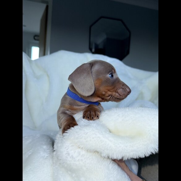 Dachshund (Miniature Smooth Haired)