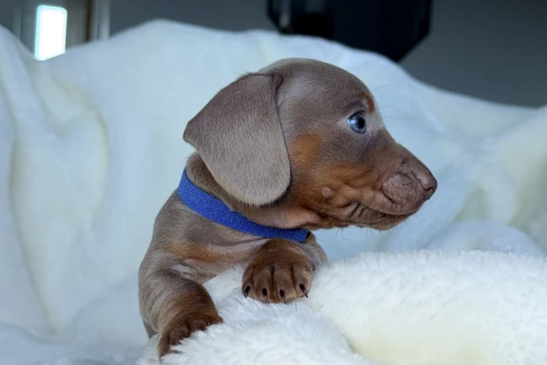 Dachshund (Miniature Smooth Haired)
