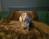Dachshund (Miniature Smooth Haired)
