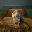 Dachshund (Miniature Smooth Haired)