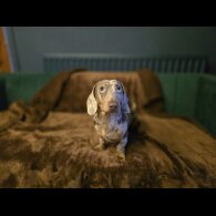 Dachshund (Miniature Smooth Haired)