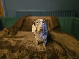 Dachshund (Miniature Smooth Haired)