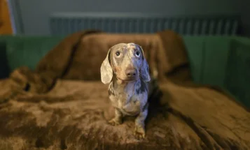 Dachshund (Miniature Smooth Haired)