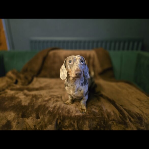 Dachshund (Miniature Smooth Haired)