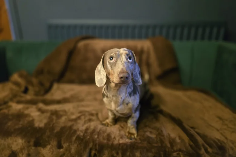 Dachshund (Miniature Smooth Haired)