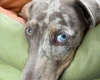 Dachshund (Miniature Smooth Haired)