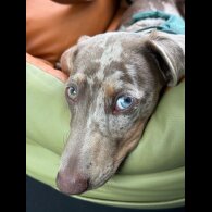 Dachshund (Miniature Smooth Haired)