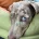 Dachshund (Miniature Smooth Haired)