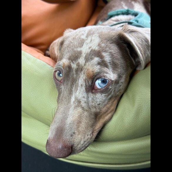 Dachshund (Miniature Smooth Haired)