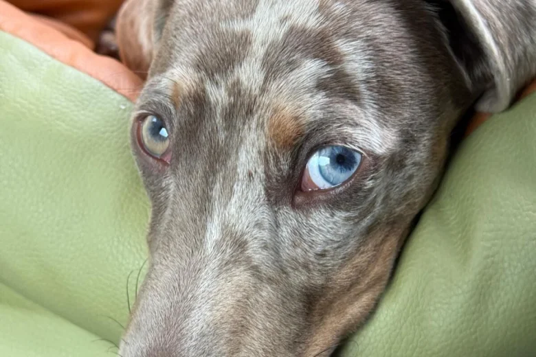 Dachshund (Miniature Smooth Haired)